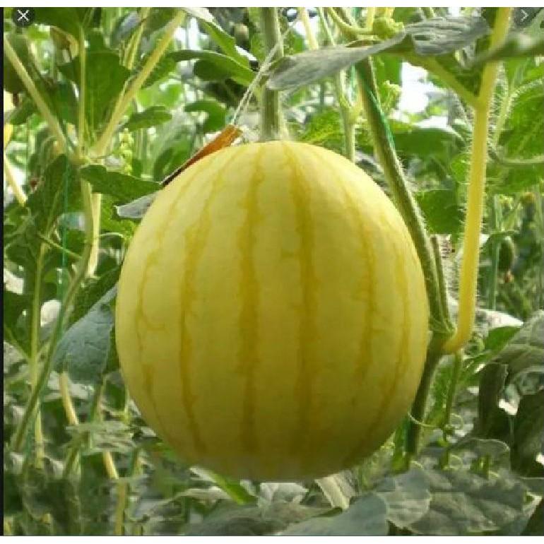 Hạt giống dưa hấu vỏ vàng ruột đỏ  tặng 3 viên nén ươm hạt