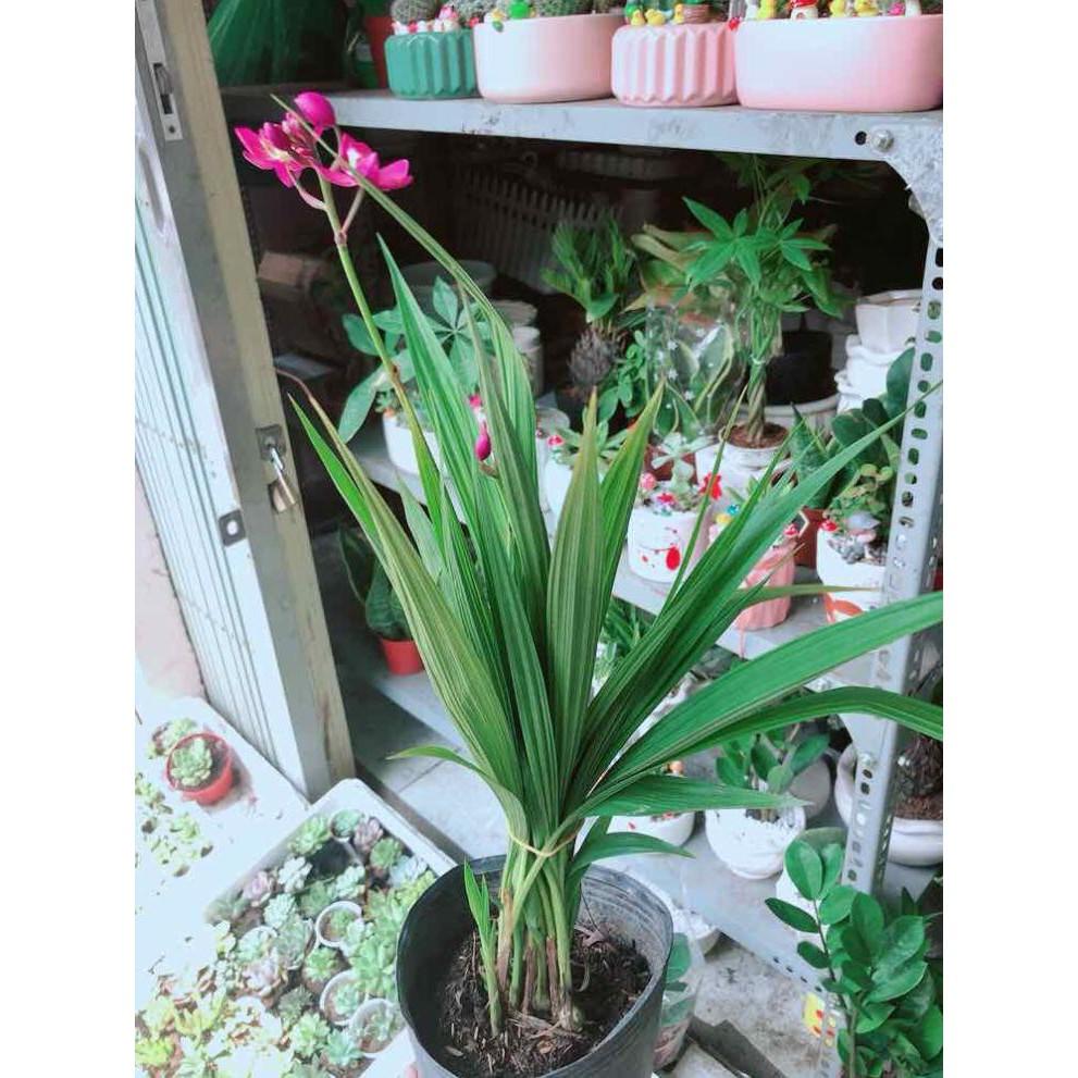 Chậu Lan Đất  Bán Chạy