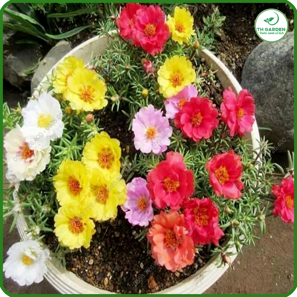 Hạt Giống Hoa Mười Giờ Mỹ Cánh Kép Bông To - Hạt Giống Dễ Trồng Dễ Chăm Sóc, Hoa Thơm, Bền Màu, Lâu Tàn