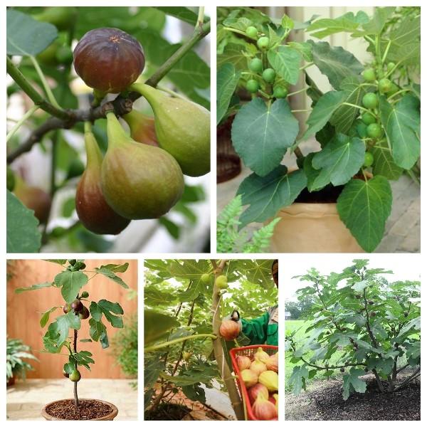 CÂY GIỐNG SUNG MỸ CÂY VẢ TÂY QUẢ TO SIÊU NGỌT GIỐNG CHUẨN F1