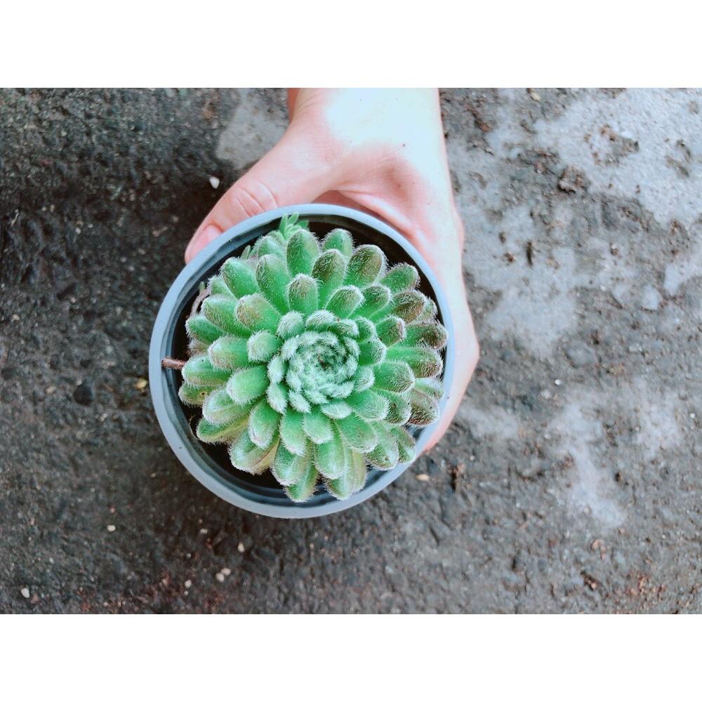 Chậu Phật Bà Xanh