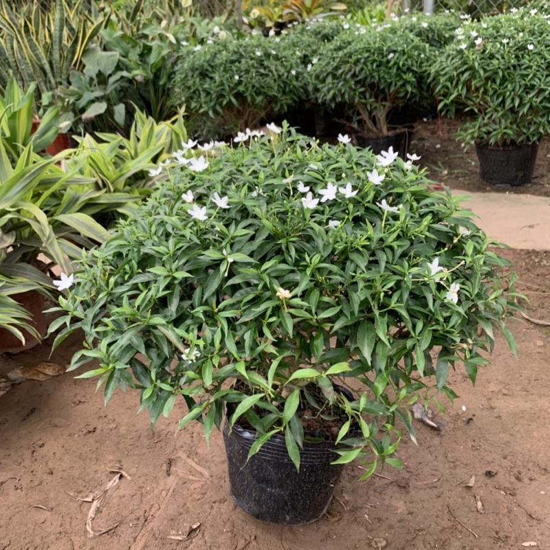 Cây mai vạn phúc bán kính 35-45cm, cây hoa tạo dáng tròn đẹp mắt, trồng trang trí cảnh quan sân vườn