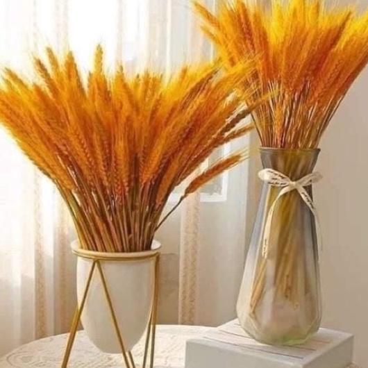 Bó gần 100 Bông Lúa Mạch Khô Decor Trang Trí Nhà Cửa Phụ Kiện Chụp Ảnh Làm Quà Xinh Xắn