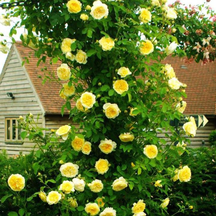 Hạt giống hoa hồng leo