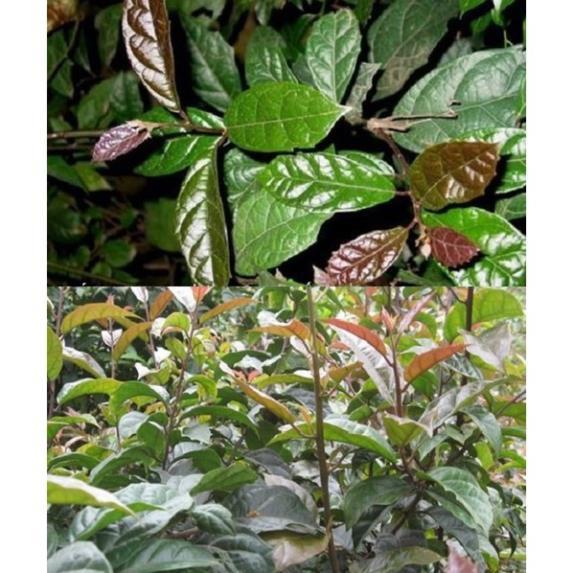 COMBO 2 CÂY GIỐNG CÂY XẠ ĐEN, CÂY DƯỢC LIỆU QUÝ - CB2CGCXD