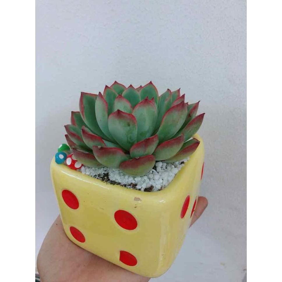 Chậu cây sen đá Bán Chạy
