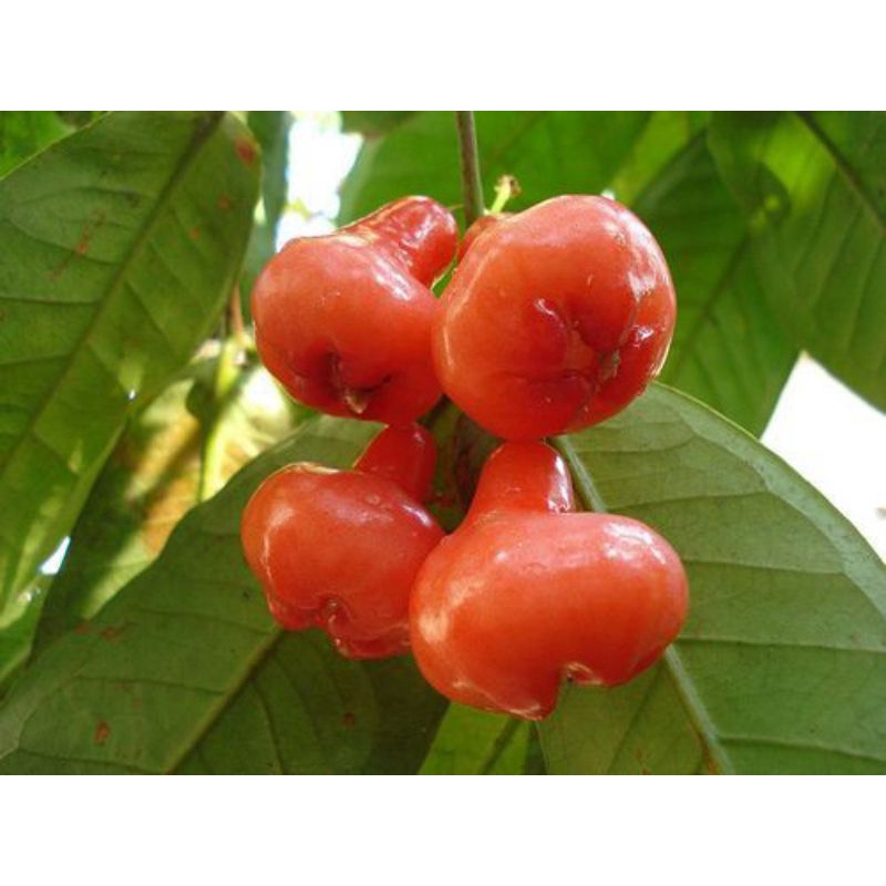 Cây Giống Mận Hoàng Yến Trồng Chậu Cảnh Siêu Quả