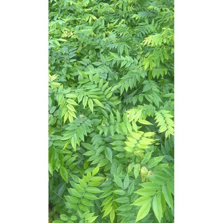 5 cây giống Sưa đỏ - Gửi cây trong bầu
