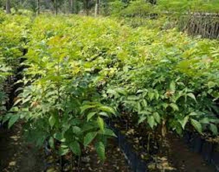 Cây gỗ lát giống, cây giống nguyên bầu to khỏe, cam kết chất lượng