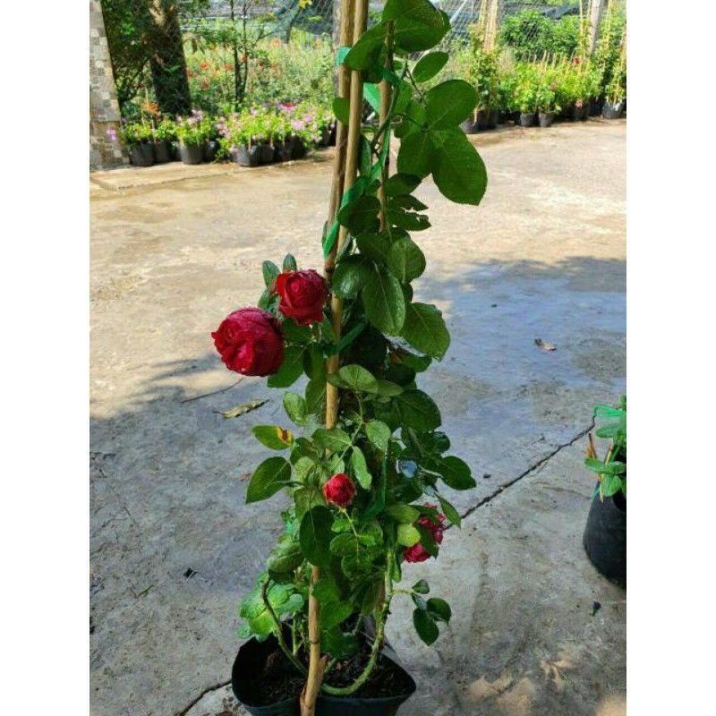 Hoa Hồng Hải Phòng