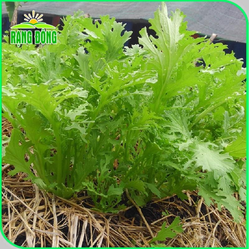 Hạt giống Cải Đuôi Phụng Rado 133 (20g~3500 hạt) trồng quanh năm, sinh trưởng tốt, nhanh thu hoach - Hạt giống Rạng Đông