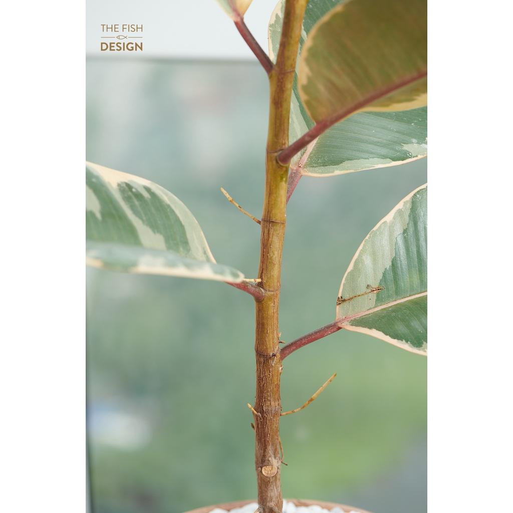 Chậu cây Đa Búp Đỏ hợp mệnh Hỏa thích hợp trang trí nội thất, tượng trưng cho sức mạnh và vị thế của gia chủ, có khả năng thanh lọc không khí | size LS | The Fish Design