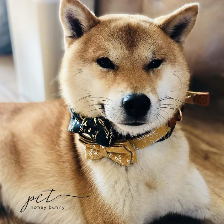 Vòng đeo cổ bằng da cho thú cưng