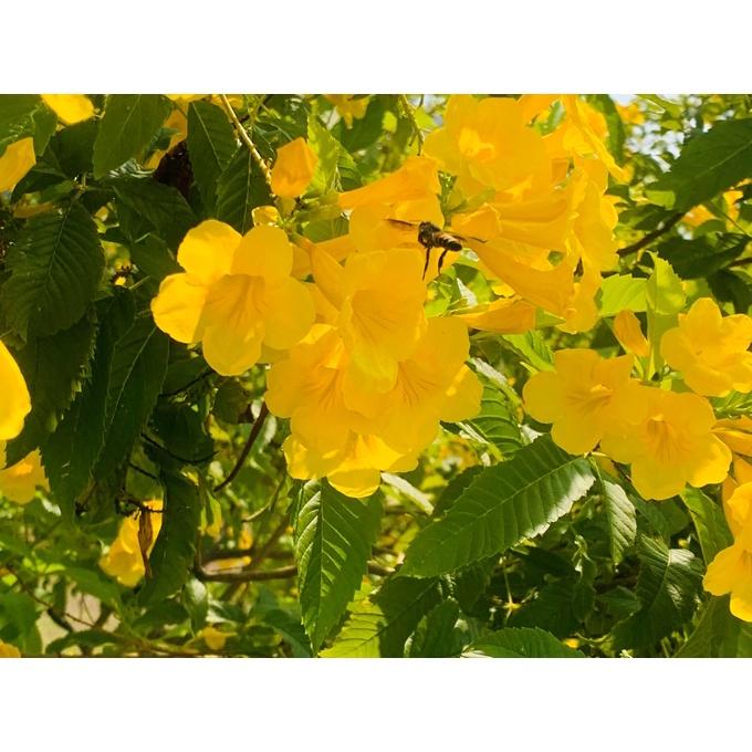 Cây Giống Hoa Huỳnh Liên vàng