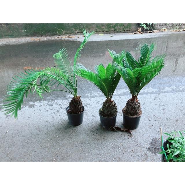 Thiên Tuế Cao 40cm giá 140k/chậu