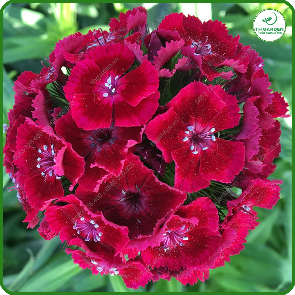 Hạt Giống Hoa Cẩm Chướng Chùm Mix Nhiều Màu TH Garden - Hạt Giống Dễ Trồng Dễ Chăm Sóc, Hoa Thơm, Bền Màu, Lâu Tàn