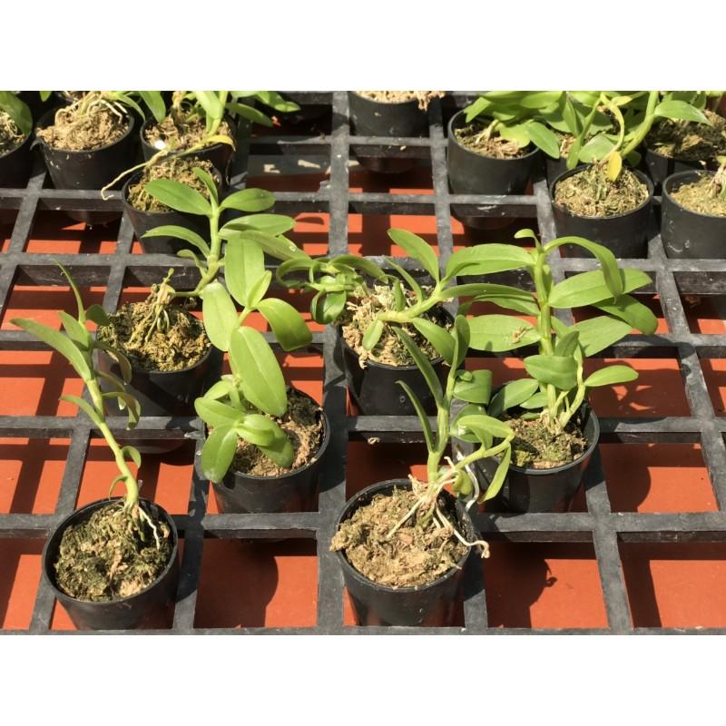 5ct gieo hạt côc giống