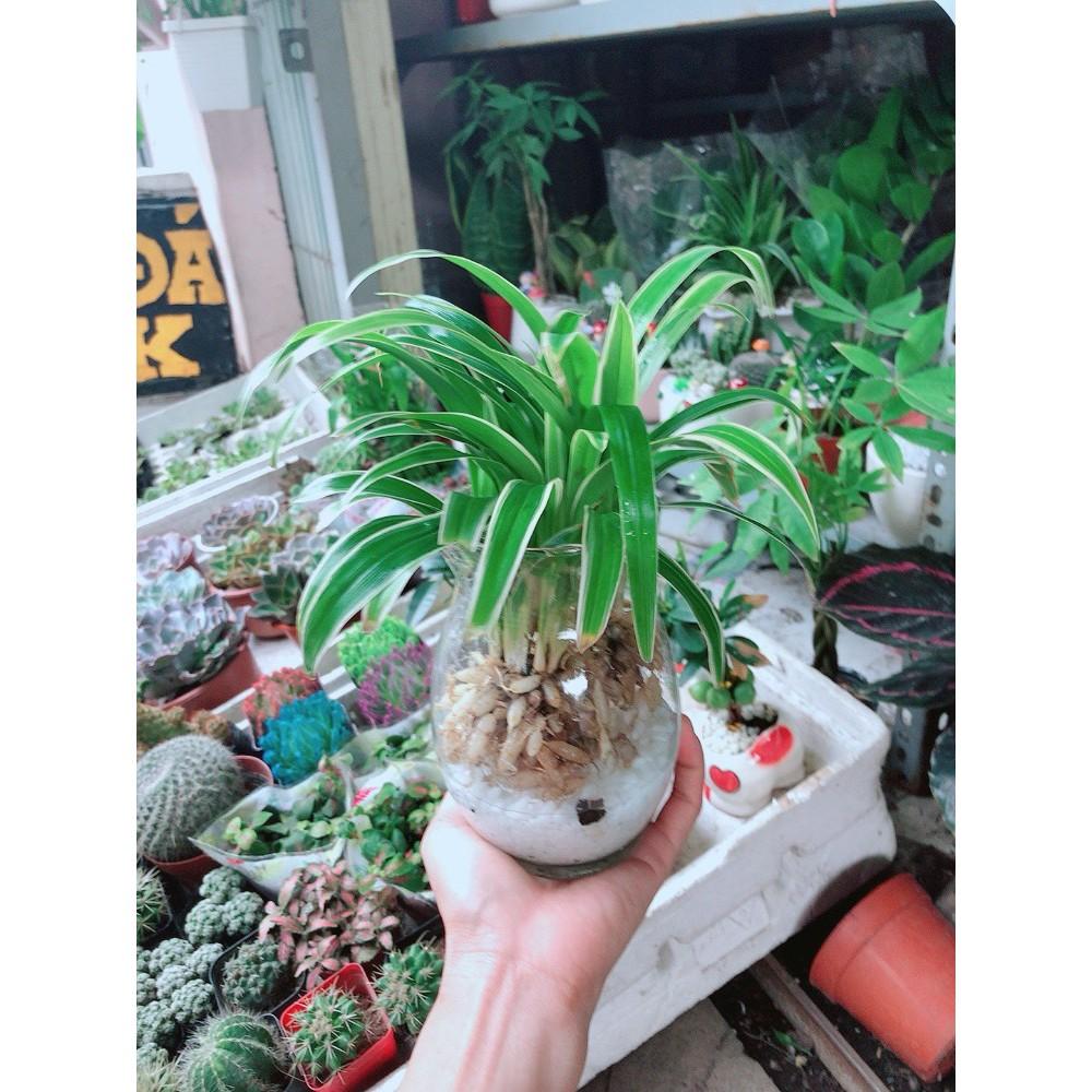 Cỏ Lan Chi Thủy Sinh Đẹp