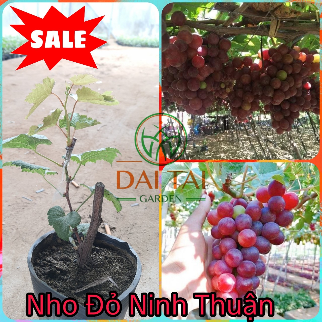Cây Nho giống Nho Đỏ .