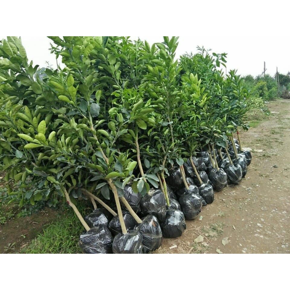 Cây giống Bưởi Vàng F1