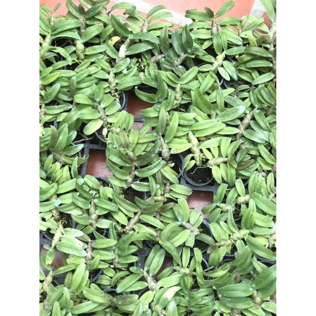 Trầm siêu tím cây giống
