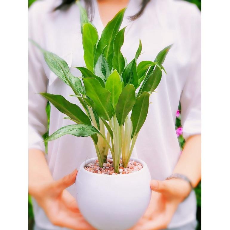 CÂY GIỐNG CÂY GIỮ TIỀN