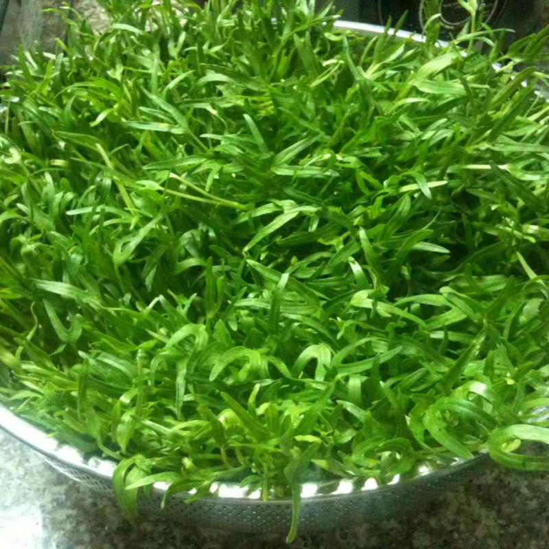 Hạt rau mầm rau muống Thái Lan siêu giòn ngọt - 1kg