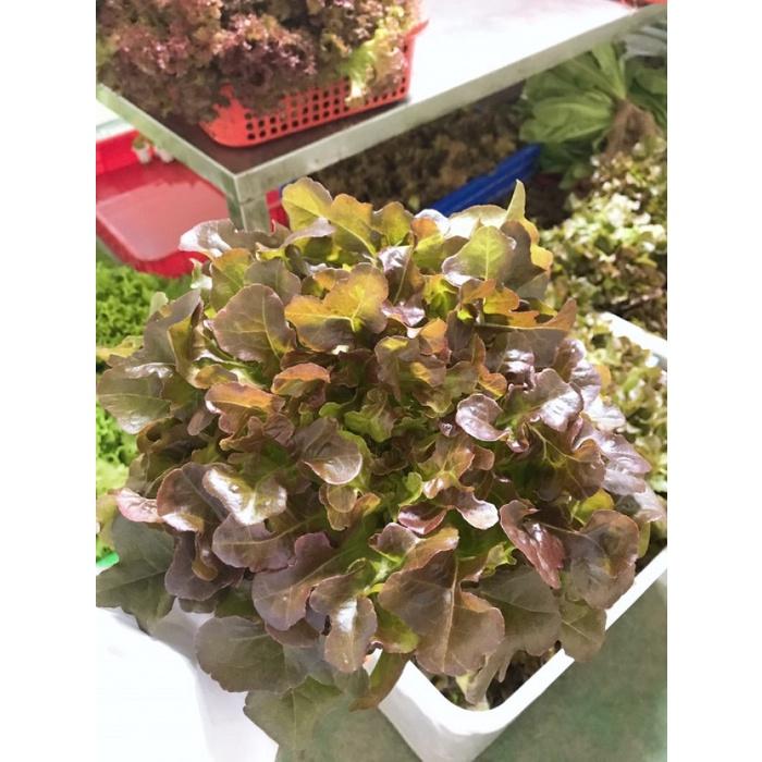 Hạt giống rau xà lách sồi đỏ OAKLEAF - Gói 2gram
