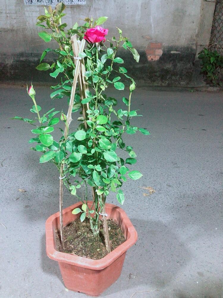 Chậu Hoa Hồng Leo