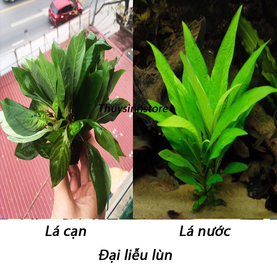 Cây Đại Liễu Lùn - 9 ngọn cây thủy sinh lá  cạn