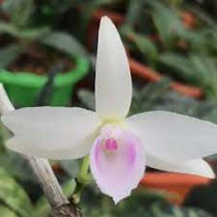 Hoa lan phi điệp - 5ct bùi việt