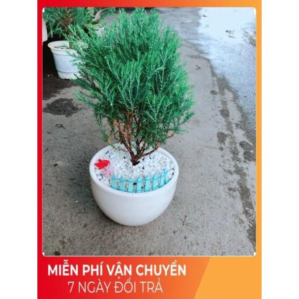 Chậu Tùng Bồng Lai