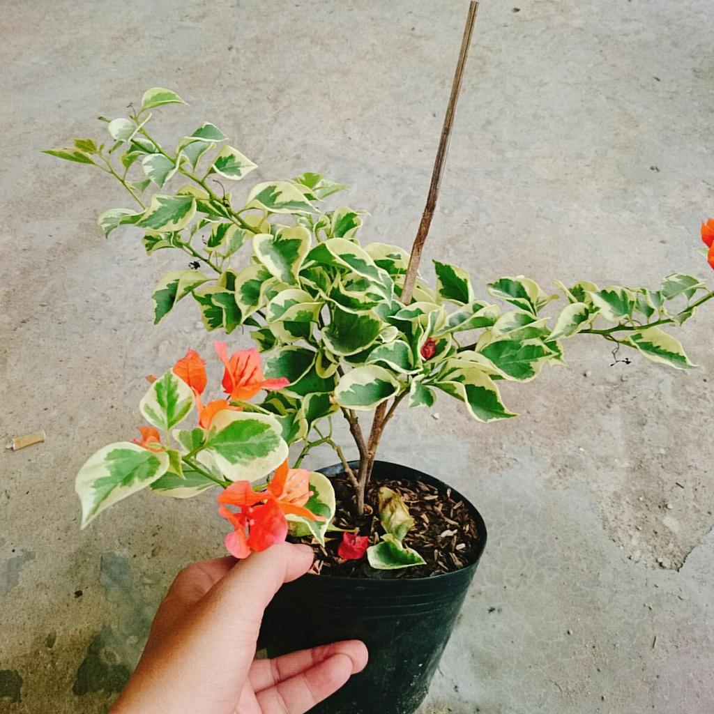 Cây hoa giấy cẩm thạch - cây cảnh để bàn + tặng phân bón cho cây mau lớn