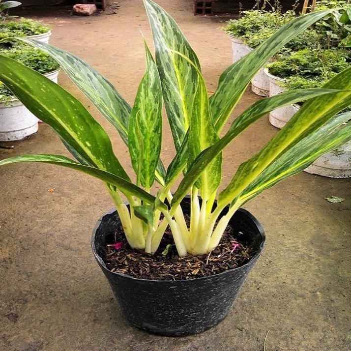 CHẬU CÂY GIỮ TIỀN -CÂY PHONG THỦY MANG LẠI TIỀN TÀI, VƯỢNG PHONG THỦY CHO GIA CHỦ