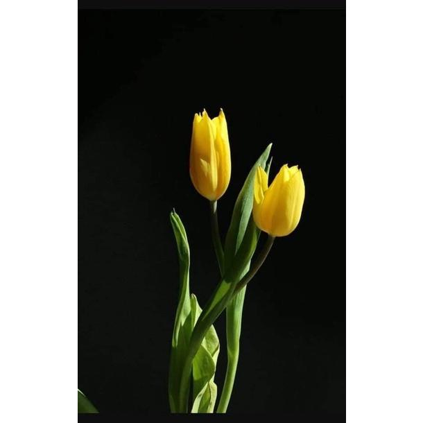 5 củ giống hoa tulip hoa màu vàng - HGNN