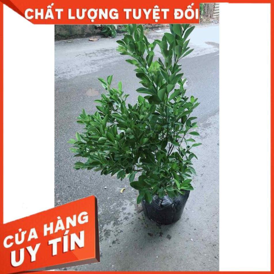 Cây Tắc Kép Cho Nhiều Trái Nhiều Người Mua