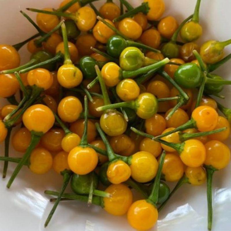 Hình ảnh Hạt giống ớt Peru Charapita đắt nhất thế giới, gói 5 quả tươi (30 hạt)