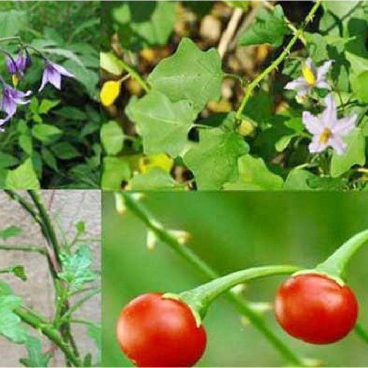 Hạt giống cây cà gai leo hoa trắng CT288 - Gói 50 hạt