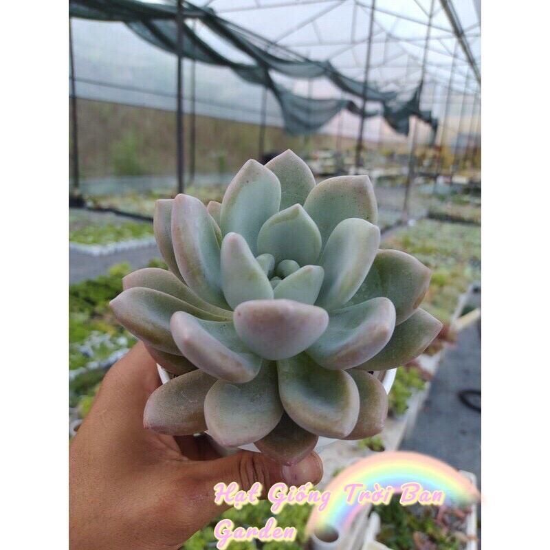 Sen đá sỏi hồng LÁ DÀI SIZE TRUNG BÌNH SIÊU CUTE