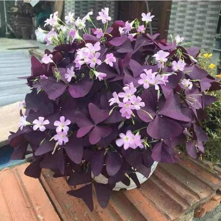 20 Củ Giống Hoa Bướm Đêm -
