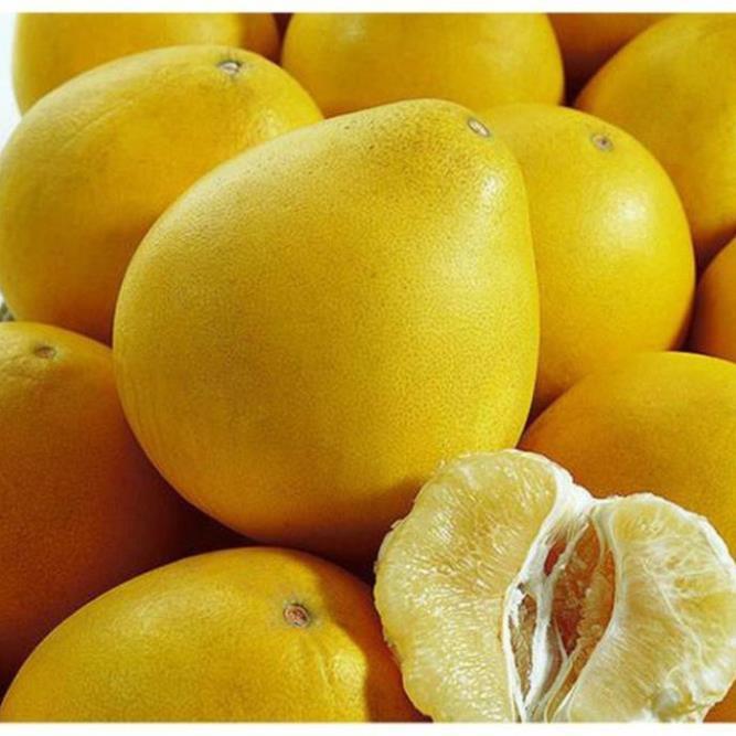 CÂY GIỐNG BƯỞI VÀNG SIÊU NGON SIÊU QUẢ- CAM KÊT GIỐNG CHUẨN F1