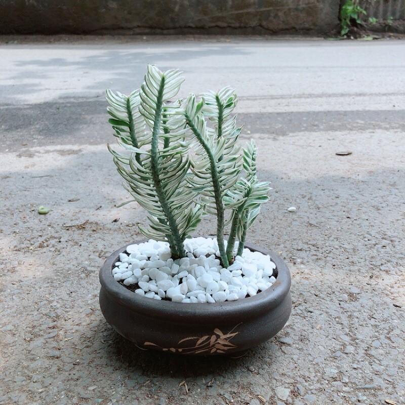 Cây Chân Rết Kèm Chậu Gốm