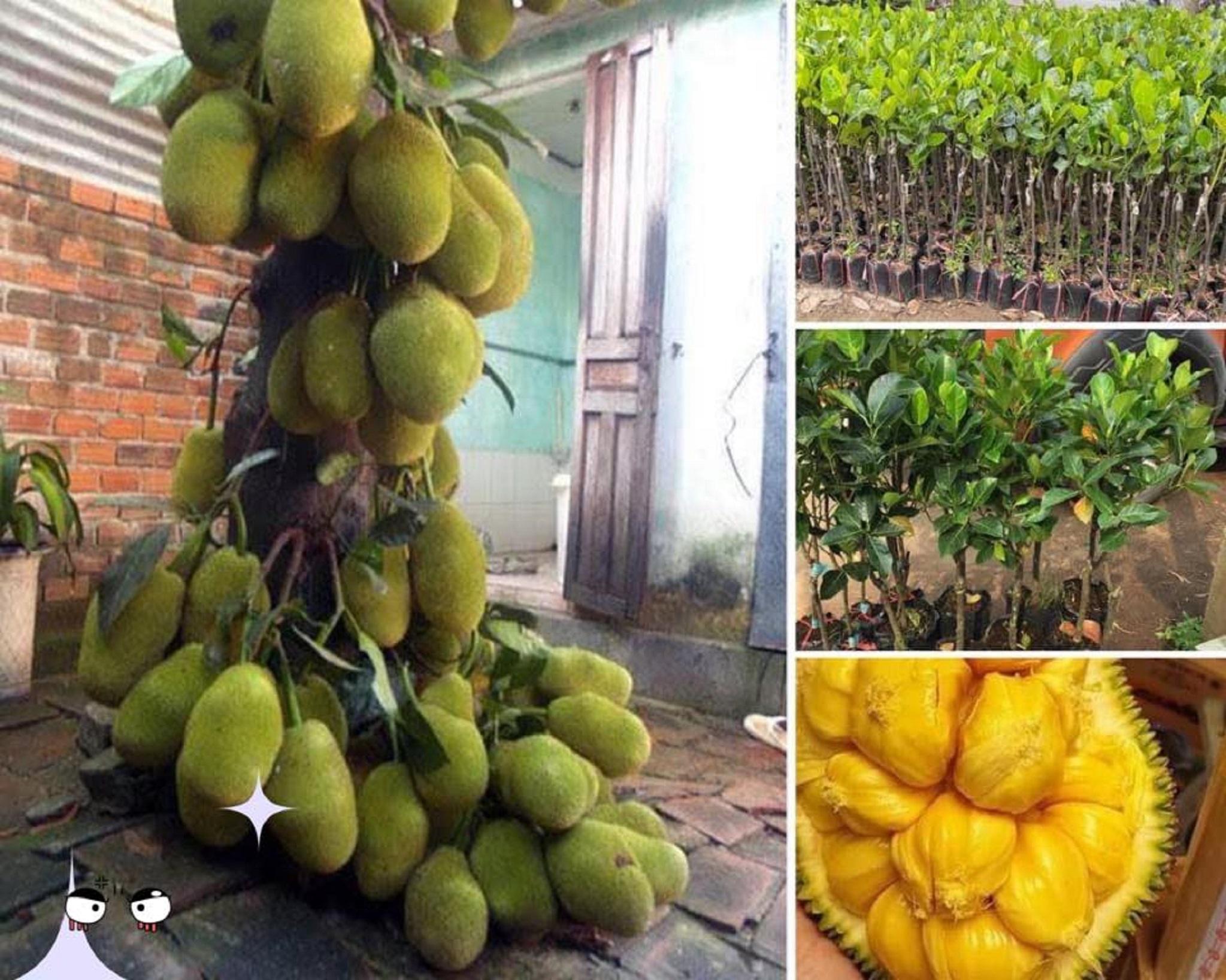 Cây giống Mít Tố Nữ ghép - 100% GIỐNG CHUẨN ĐẸP NHƯ HÌNH .