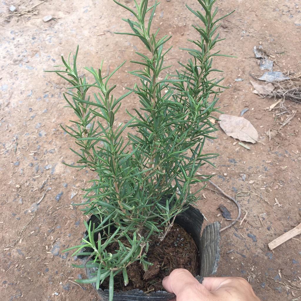 Cây Hương Thảo Rosemary Cao 30cm Toả Hương Dịu Nhẹ,Làm Gia Vị,Đuổi Muỗi