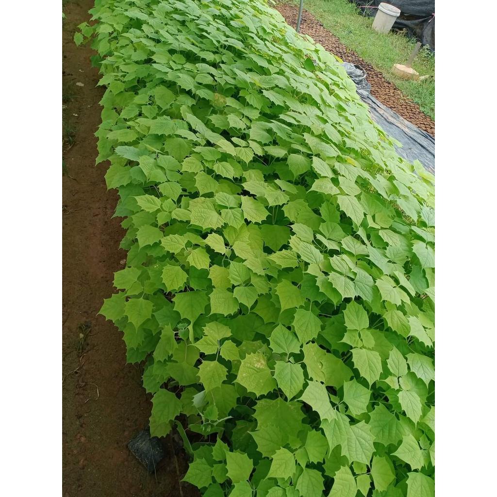Cây giống lõi thọ