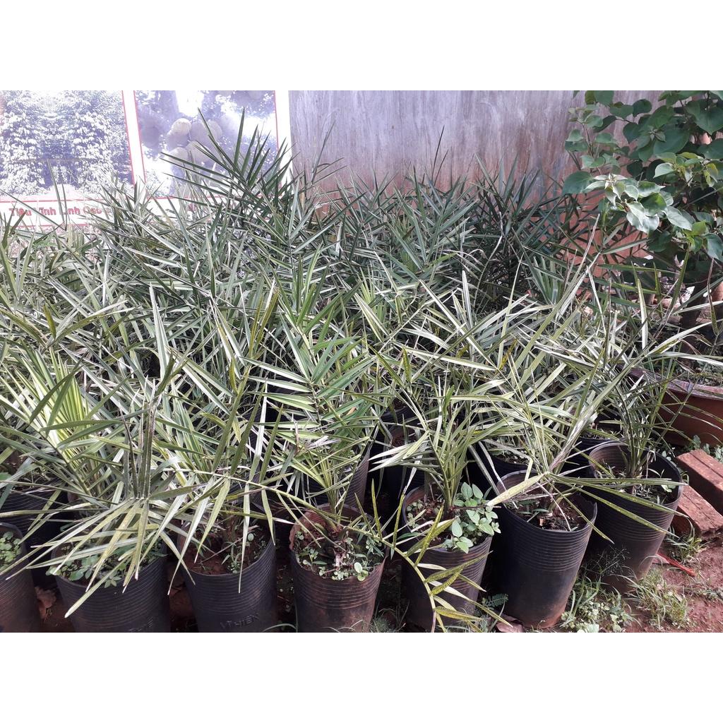 Cây giống  CHÀ LÀ NAM MỸ ( GIỐNG NHẬP KHẨU TỪ ÚC - CÂY ƯƠM ĐƯỢC 3 NĂM, BẦU TO KHỔNG LỒ  ]