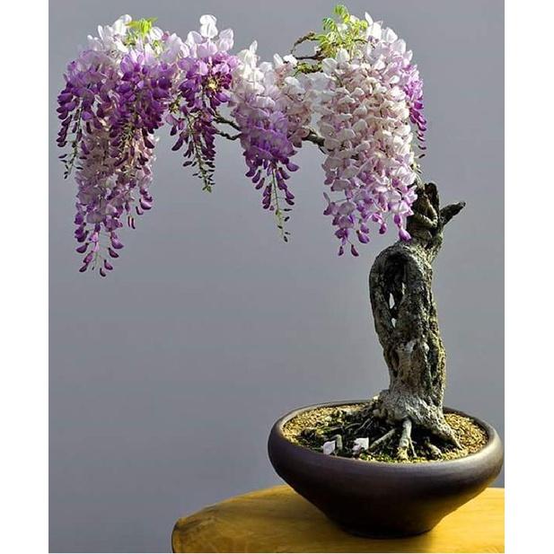 Hạt giống hoa tử đằng nhiều màu KNS3479 - Gói 5 hạt