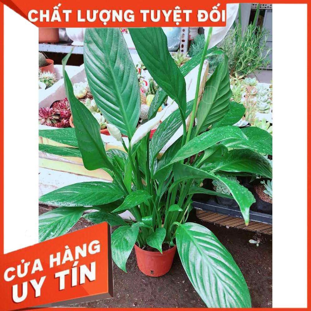 Chậu cây lan ý Nhiều Người Mua