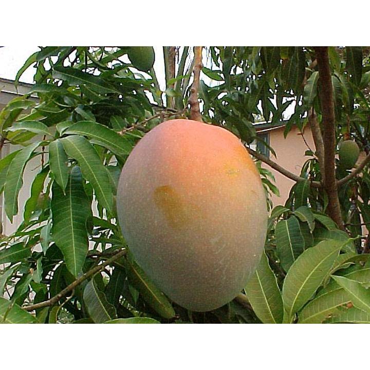 CÂY GIỐNG XOÀI ÚC