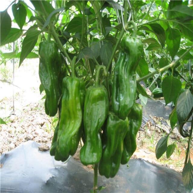 Hạt giống ớt Nhật Shito